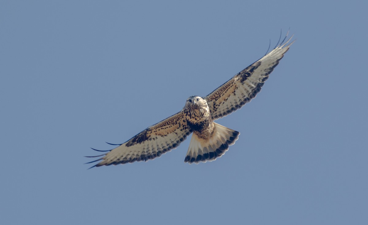 Rough-legged Hawk - ML646323331