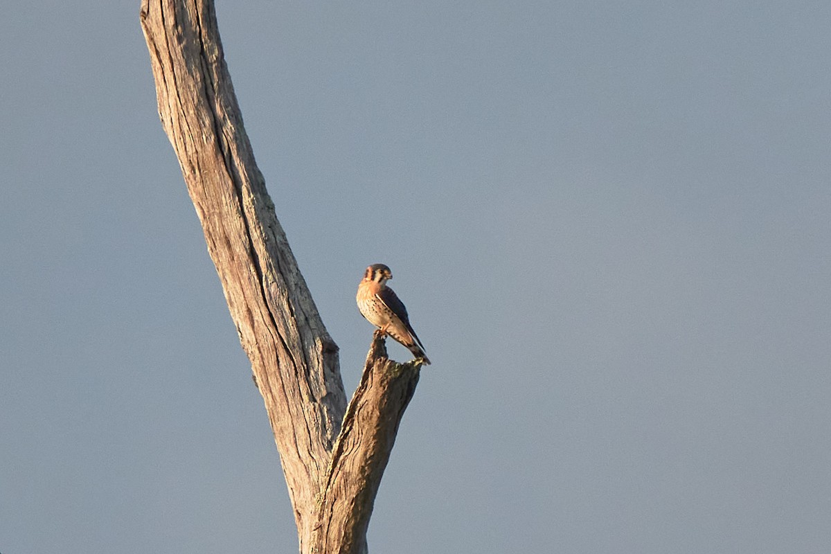 American Kestrel - ML646323332