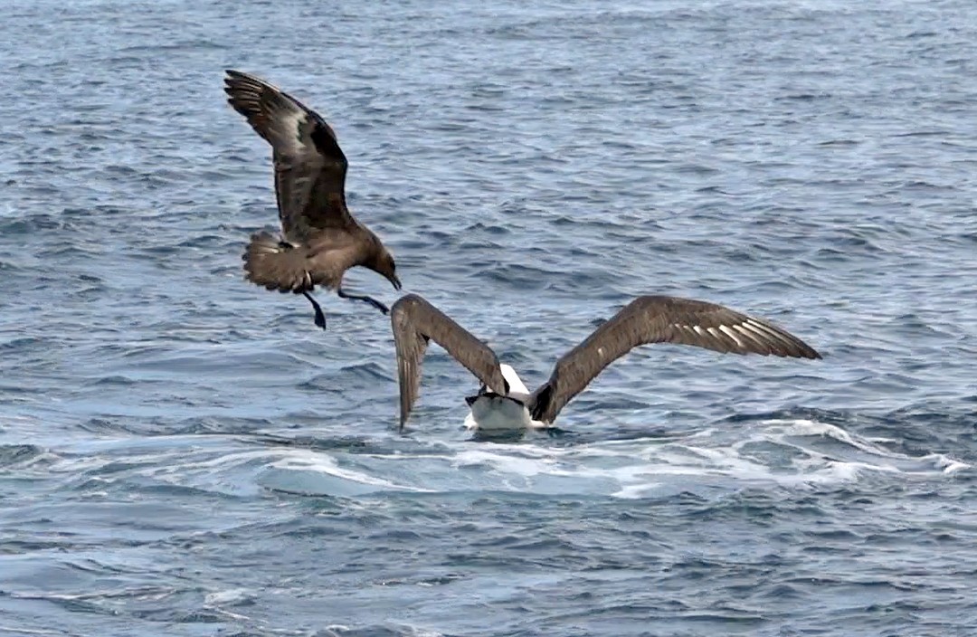 Brown Skua - ML646323335