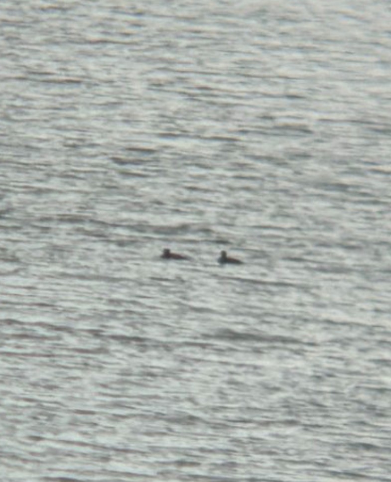 duck sp. - ML646323336