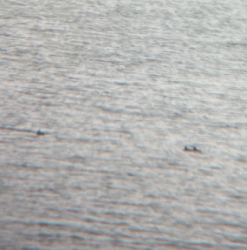 duck sp. - ML646323337