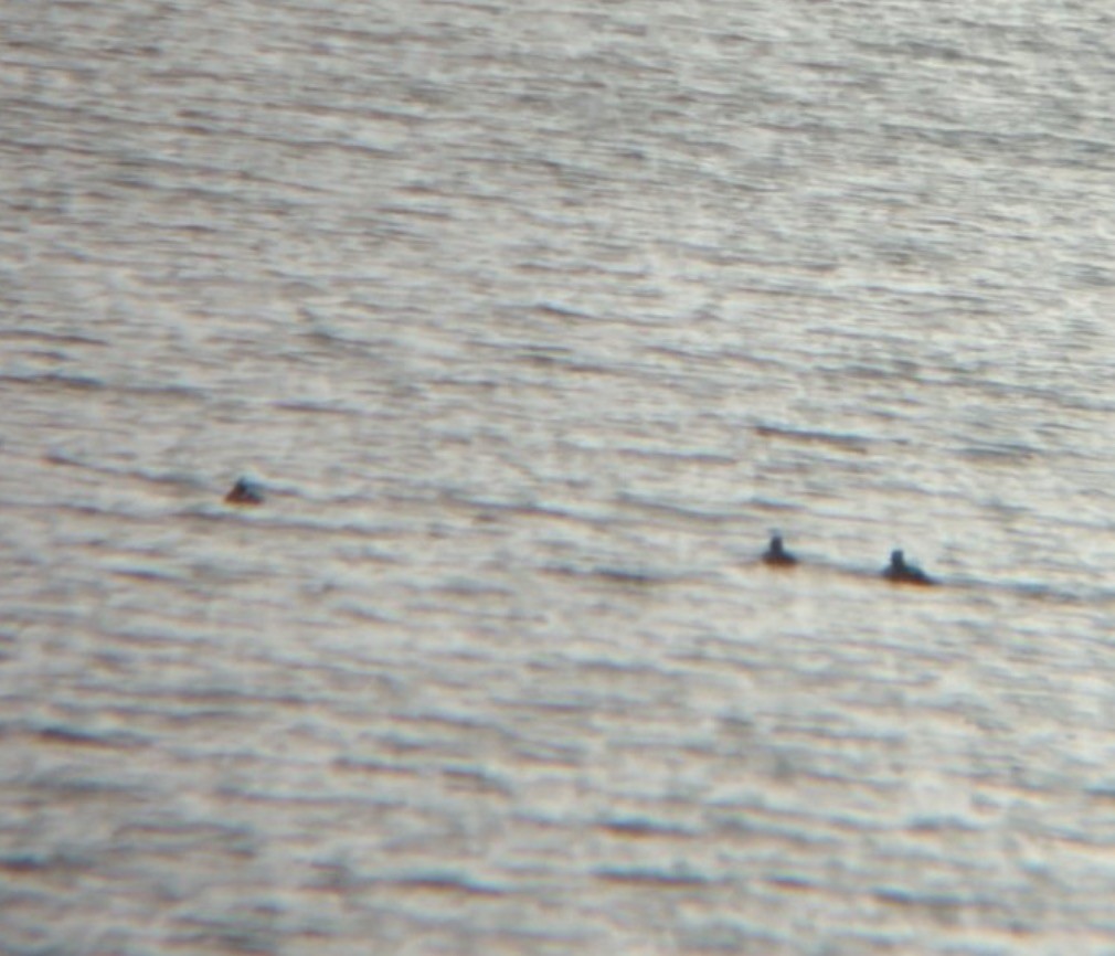 duck sp. - ML646323338