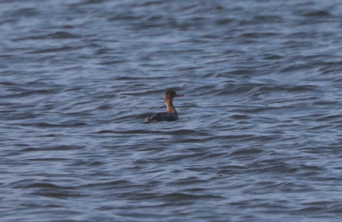 Red-breasted Merganser - ML646323339
