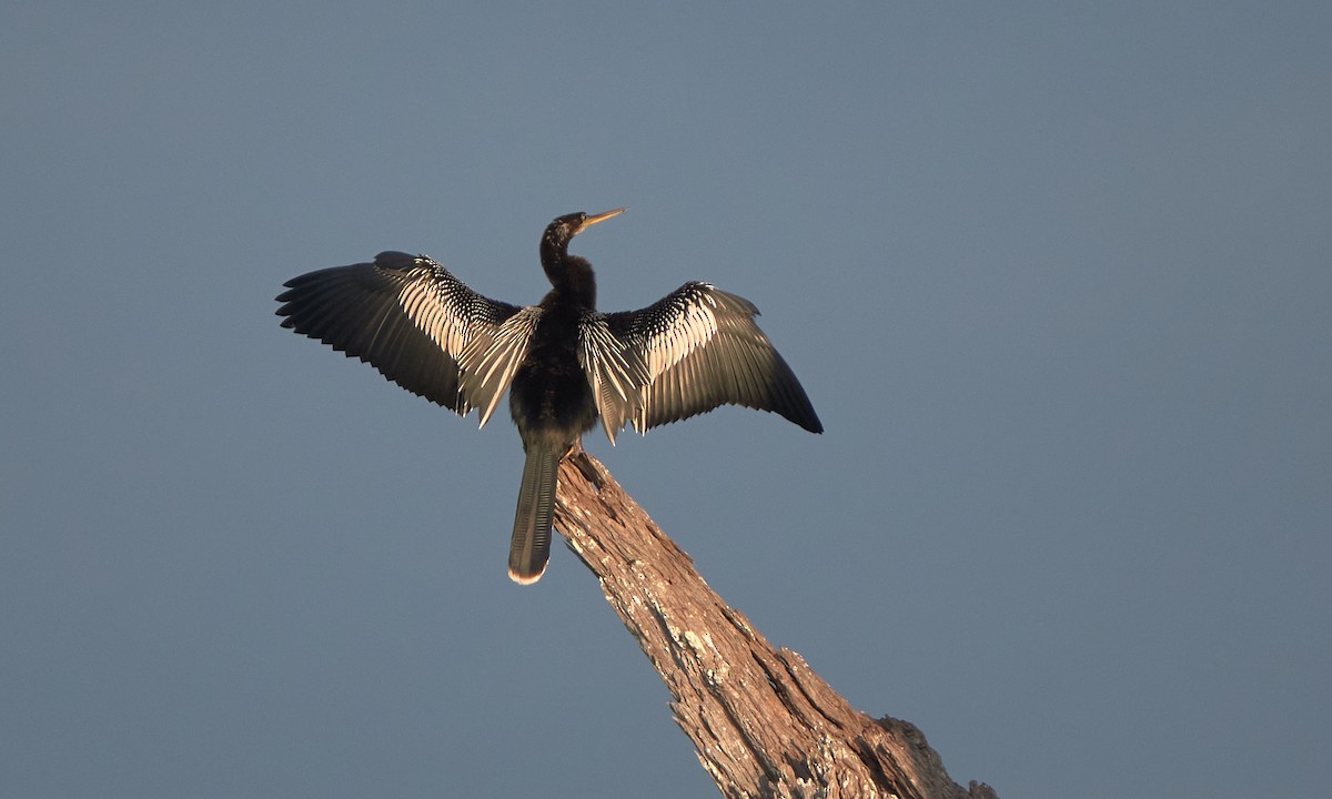 Anhinga - ML646323340