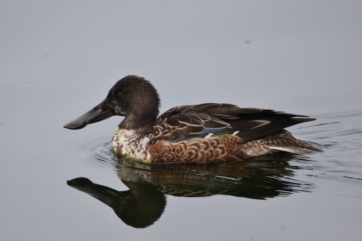 Northern Shoveler - ML646323341