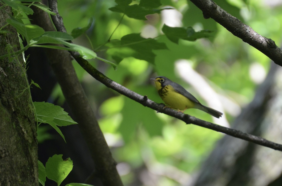 Reinita Canadiense - ML646323342