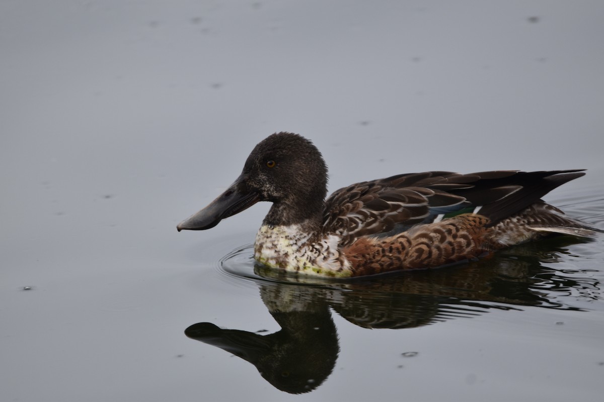 Mestolone - ML646323343