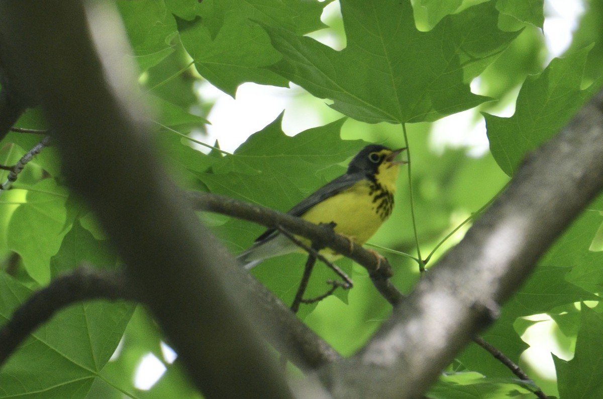 Reinita Canadiense - ML646323348