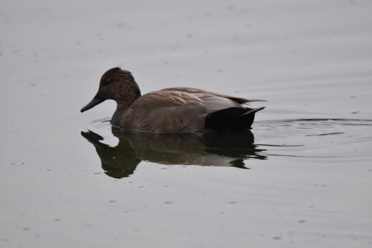 Серая утка - ML646323349