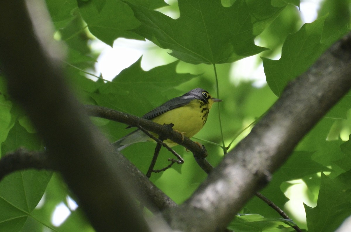 Reinita Canadiense - ML646323351