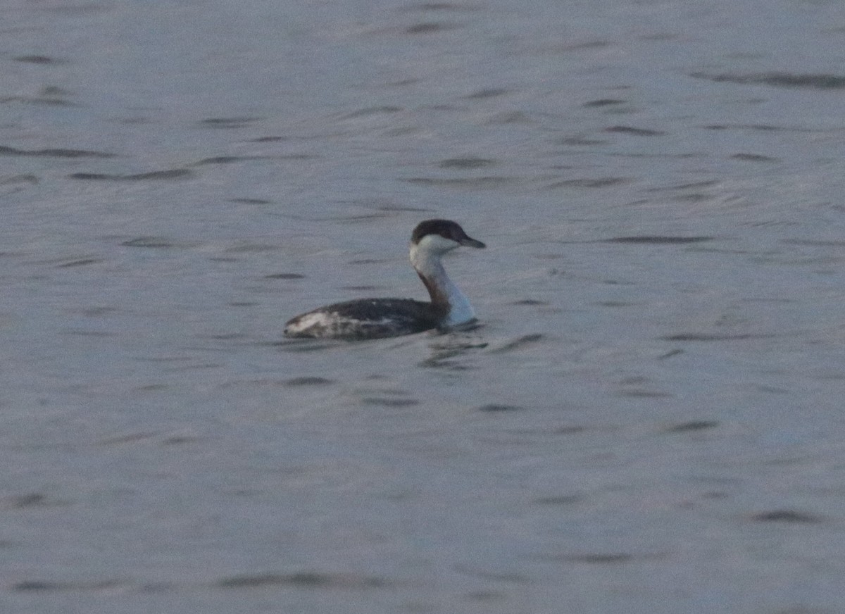 ミミカイツブリ - ML646323354