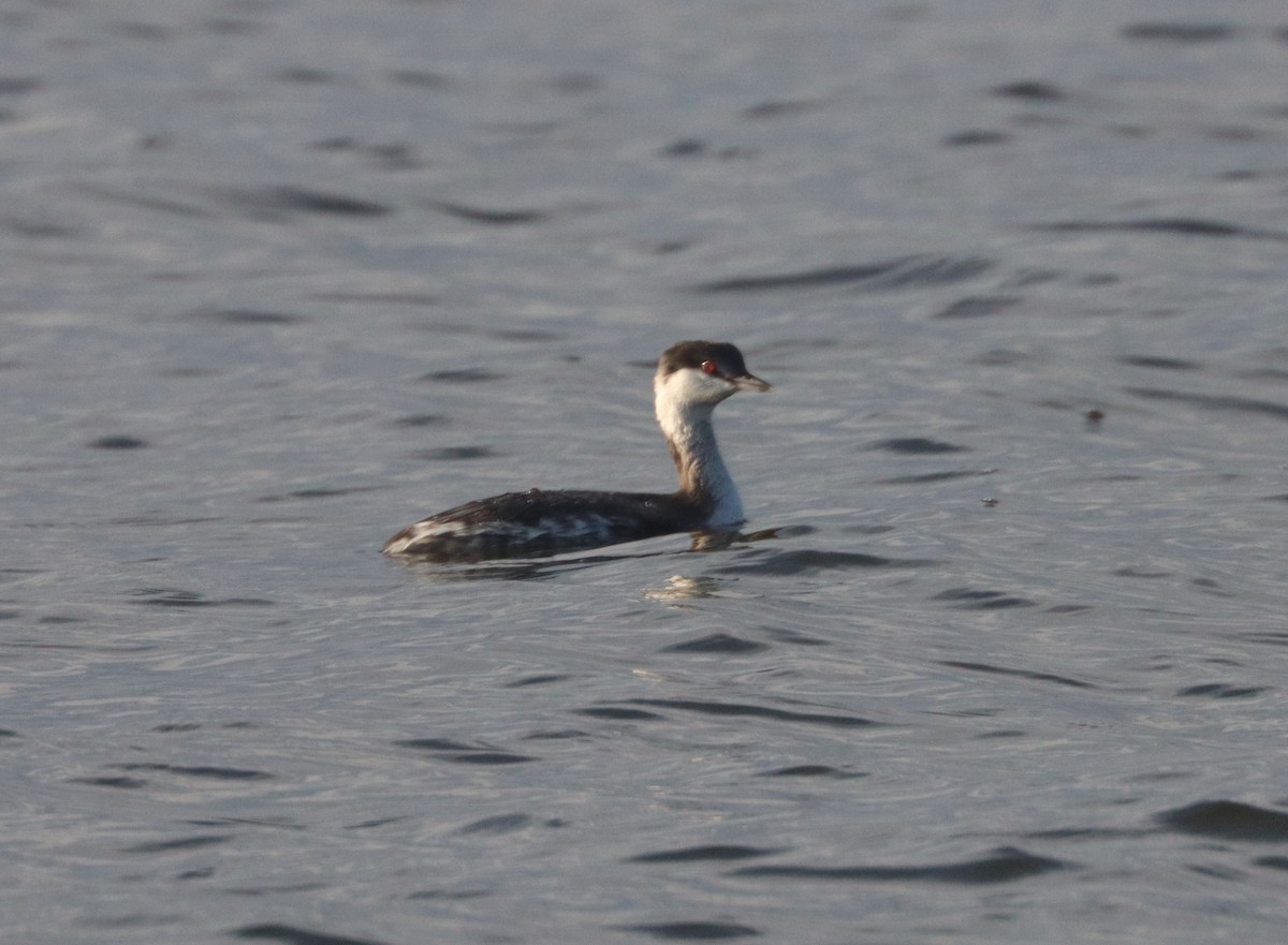 ミミカイツブリ - ML646323355