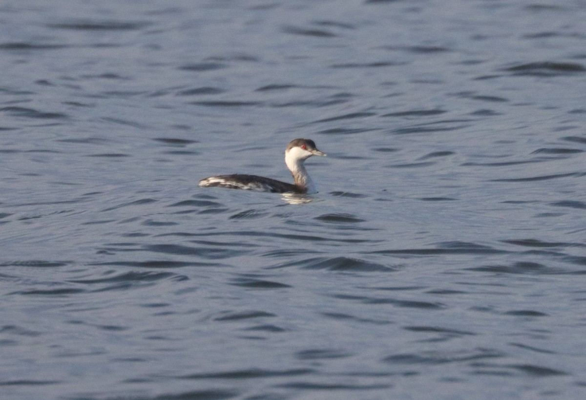 ミミカイツブリ - ML646323356