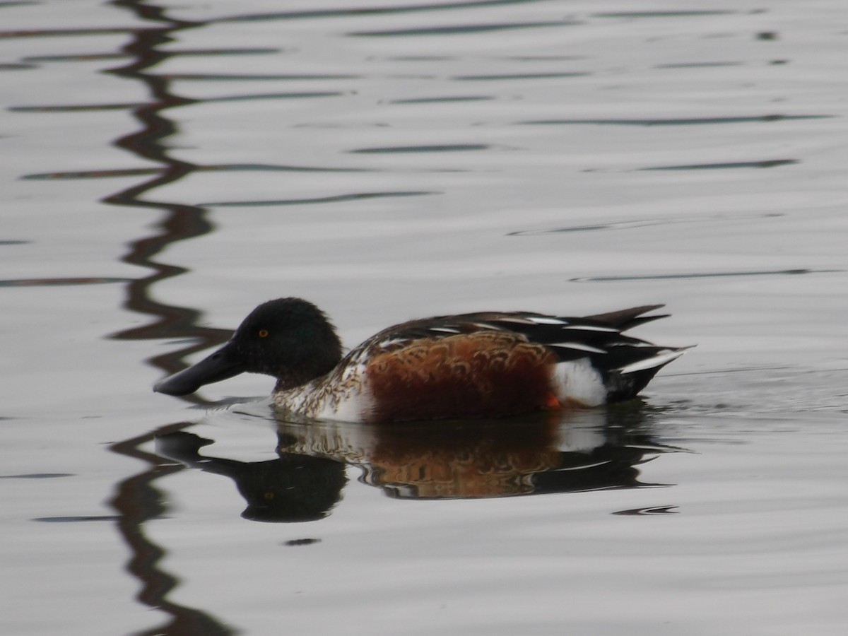 Mestolone - ML646323358