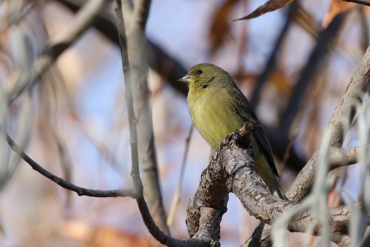 Lesser Goldfinch - ML646323359