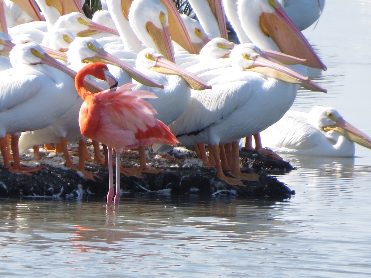 American Flamingo - ML646323361
