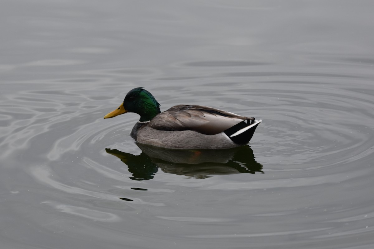 Mallard - ML646323362