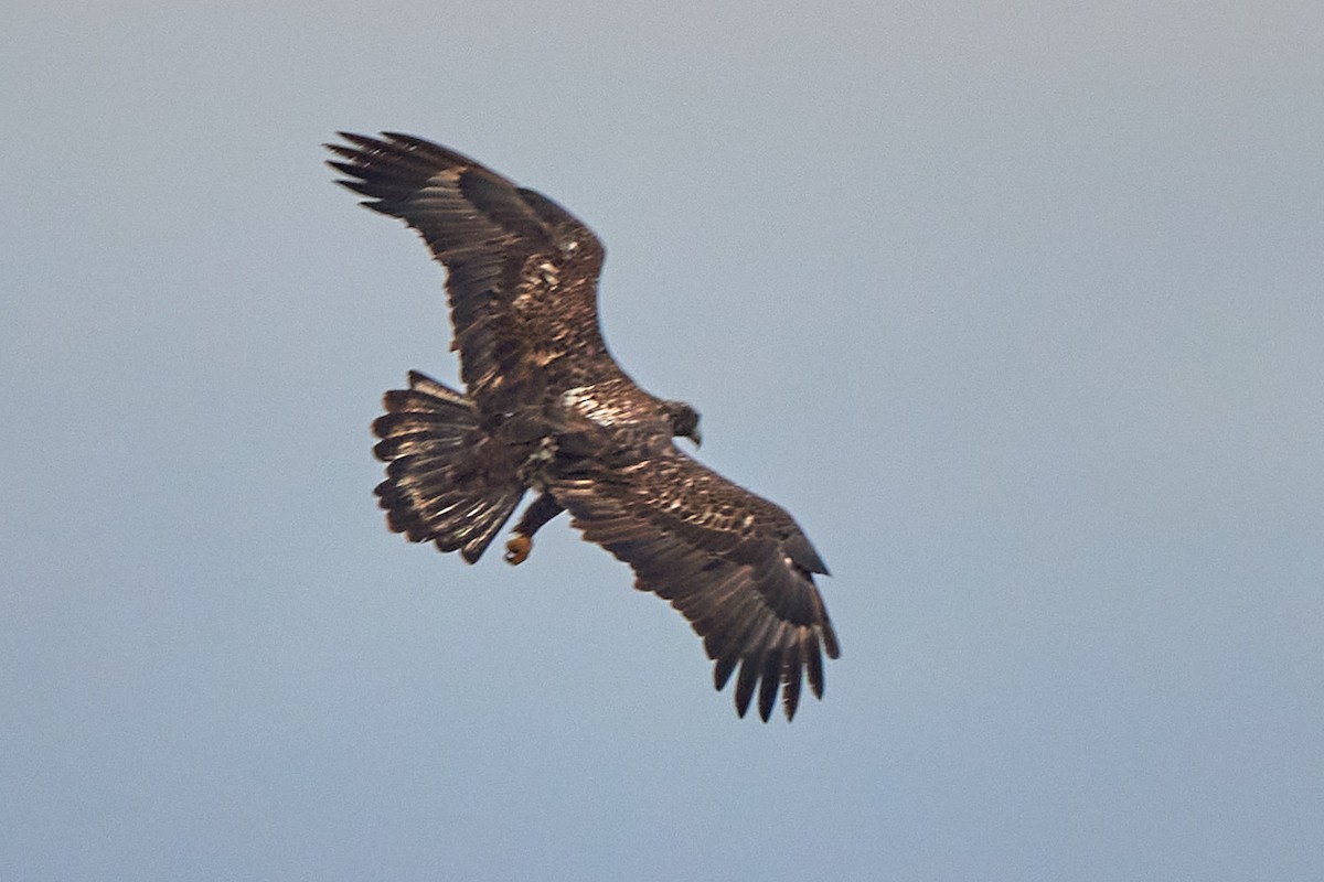 Bald Eagle - ML646323368