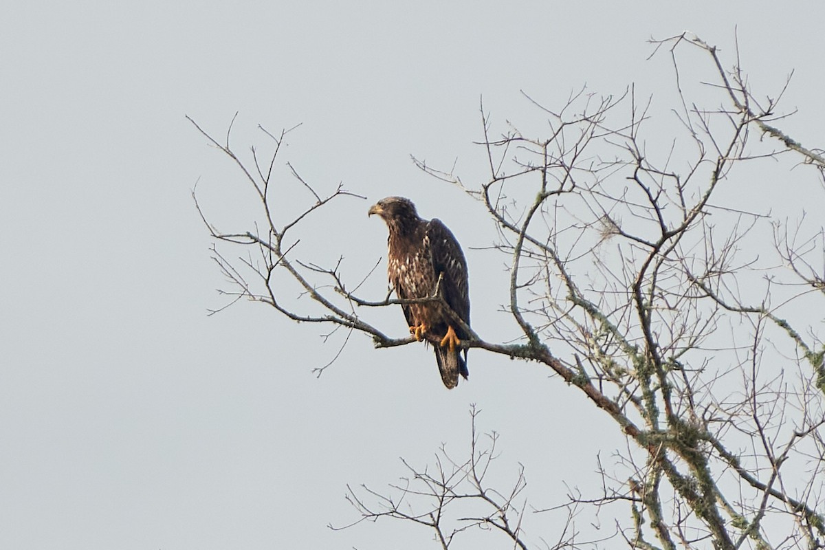 Bald Eagle - ML646323369