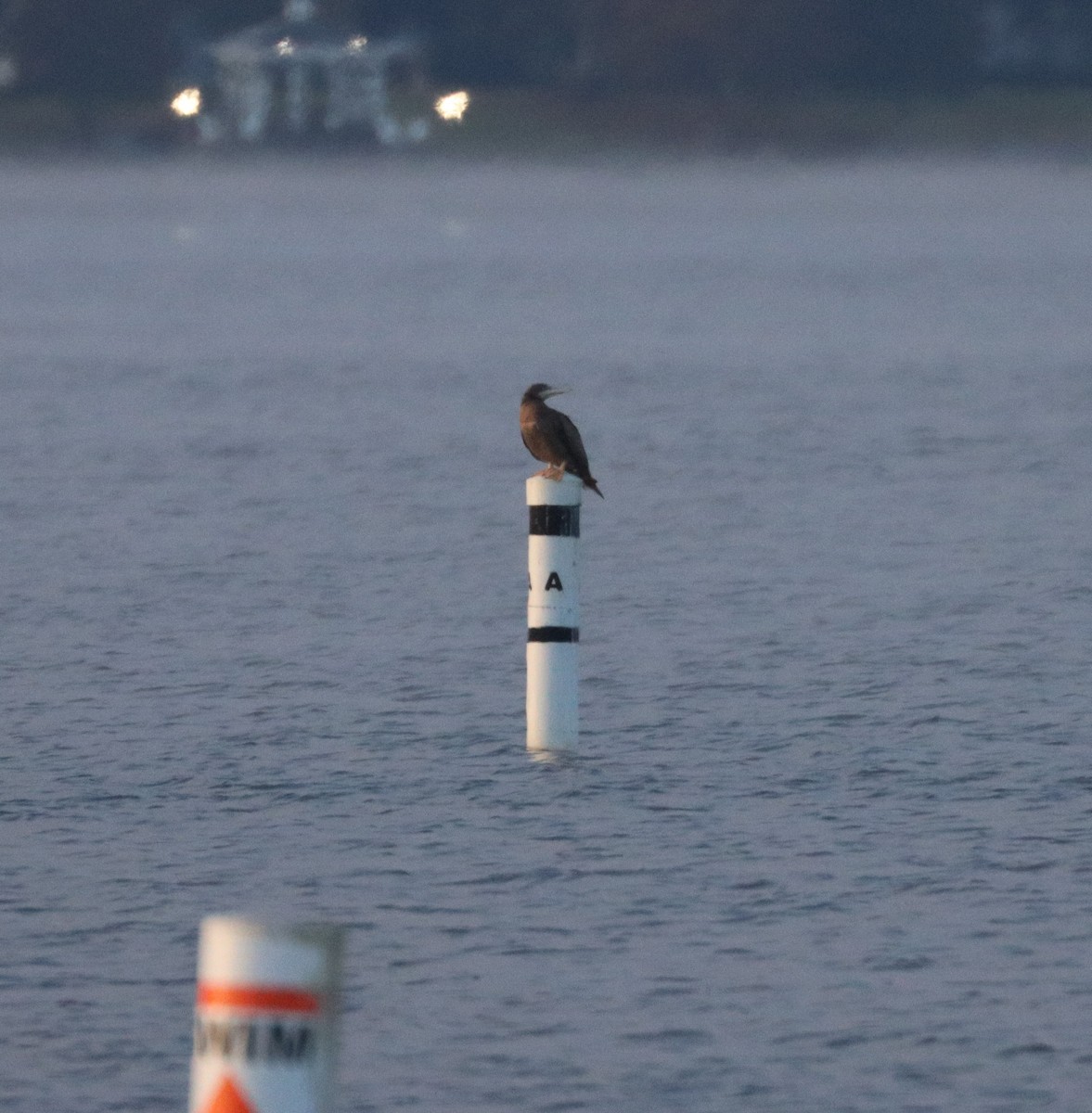 Brown Booby - ML646323375