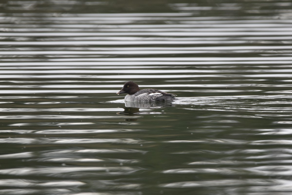 Common Goldeneye - ML646323376