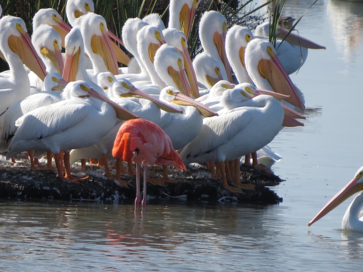 American Flamingo - ML646323377