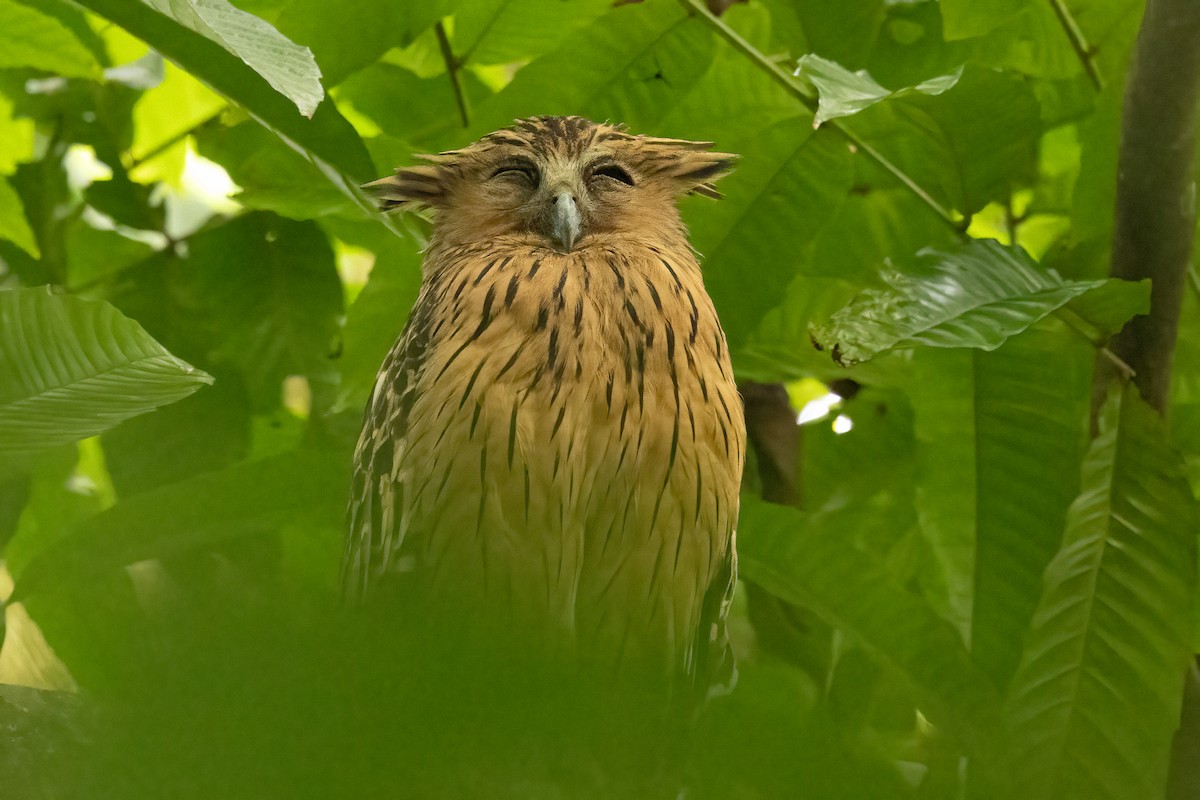 Buffy Fish-Owl - ML646323378