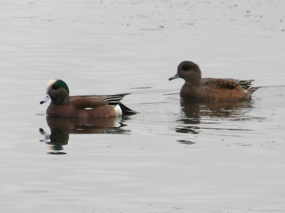 アメリカヒドリ - ML646323380