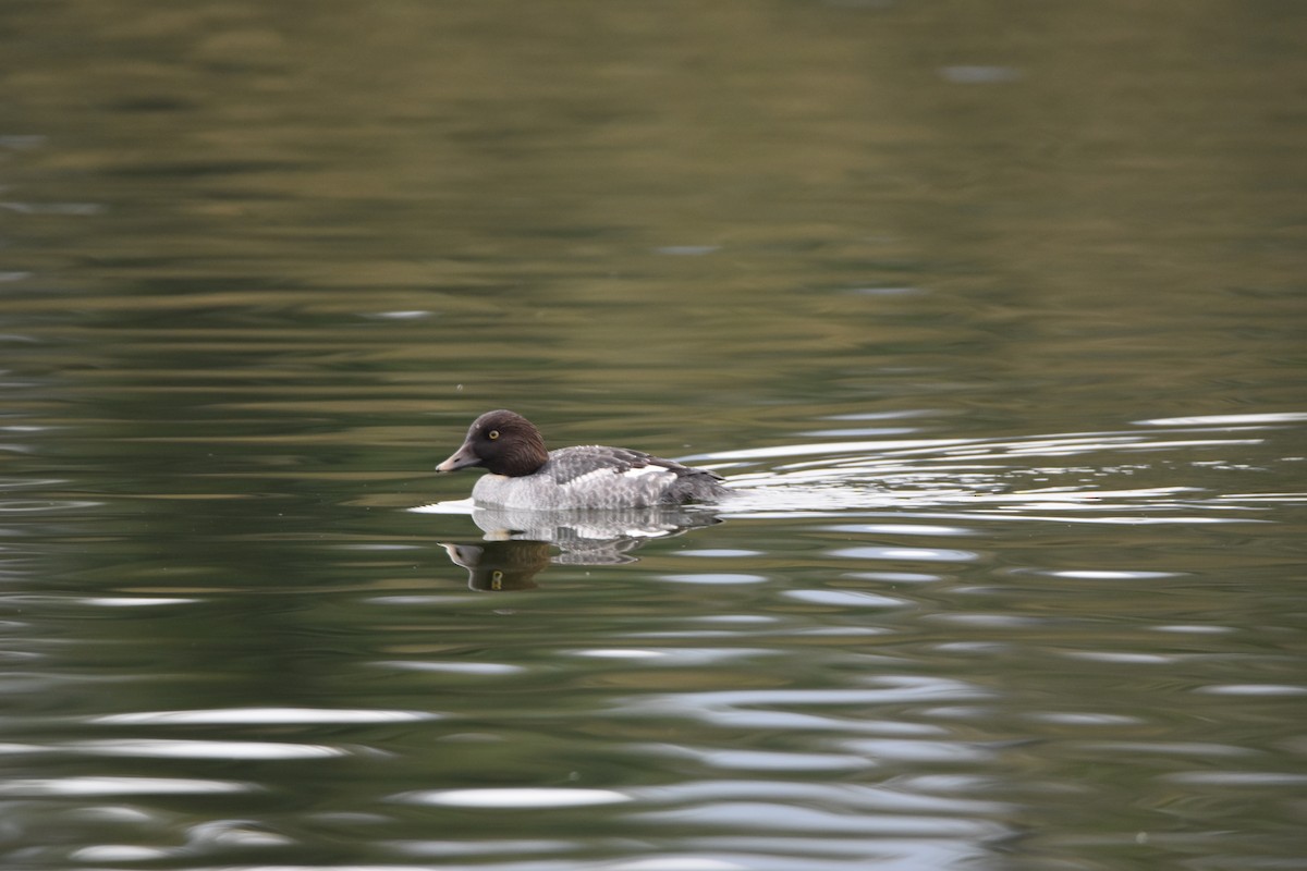 Common Goldeneye - ML646323381