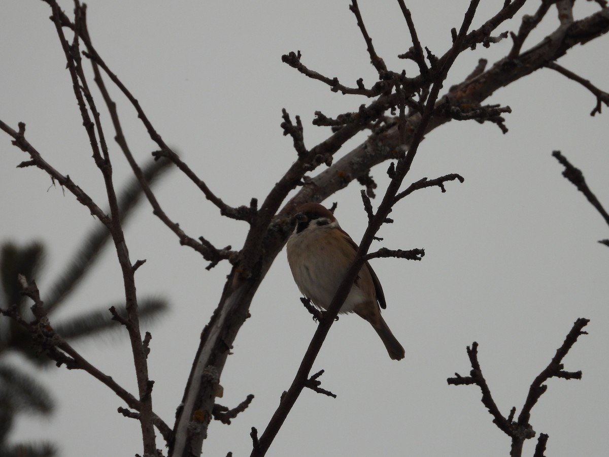 Eurasian Tree Sparrow - ML646323382