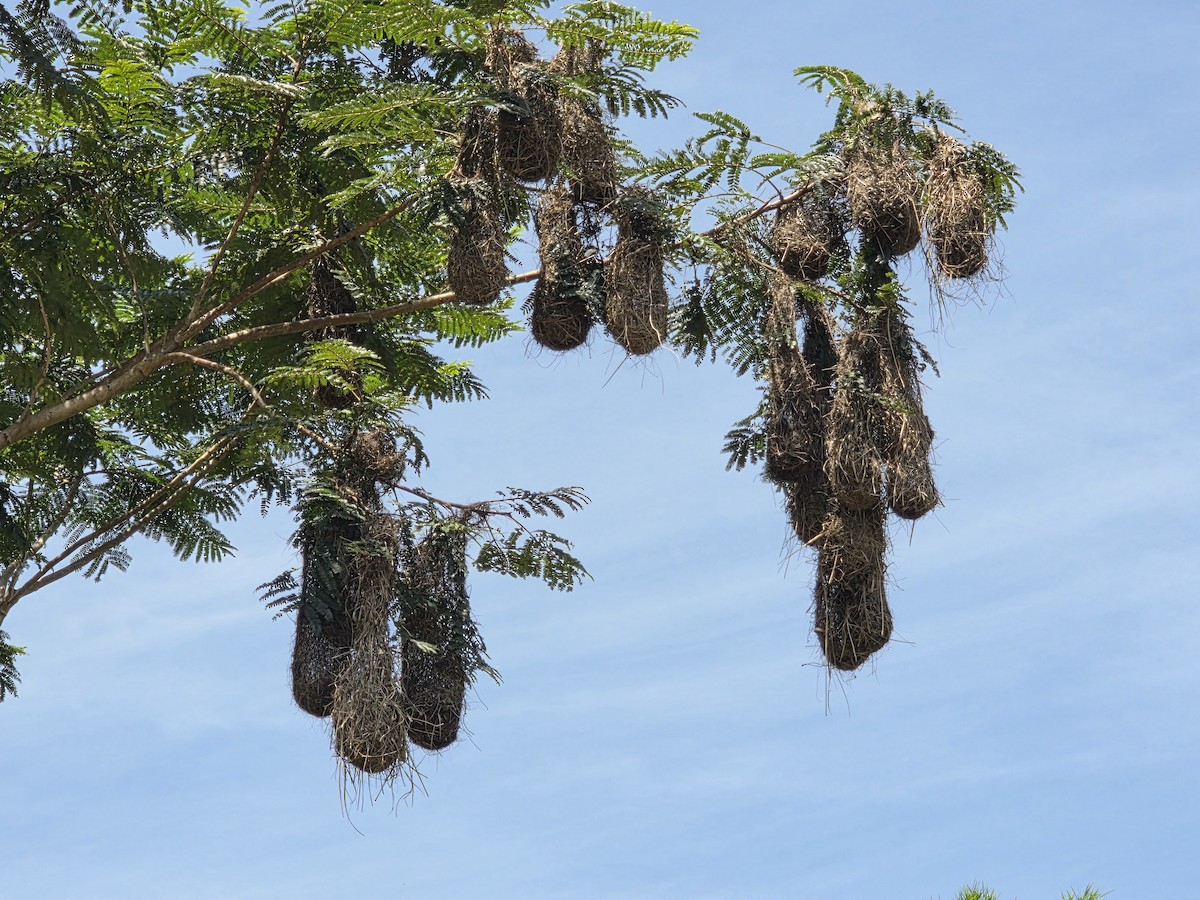 Red-rumped Cacique - ML646323384