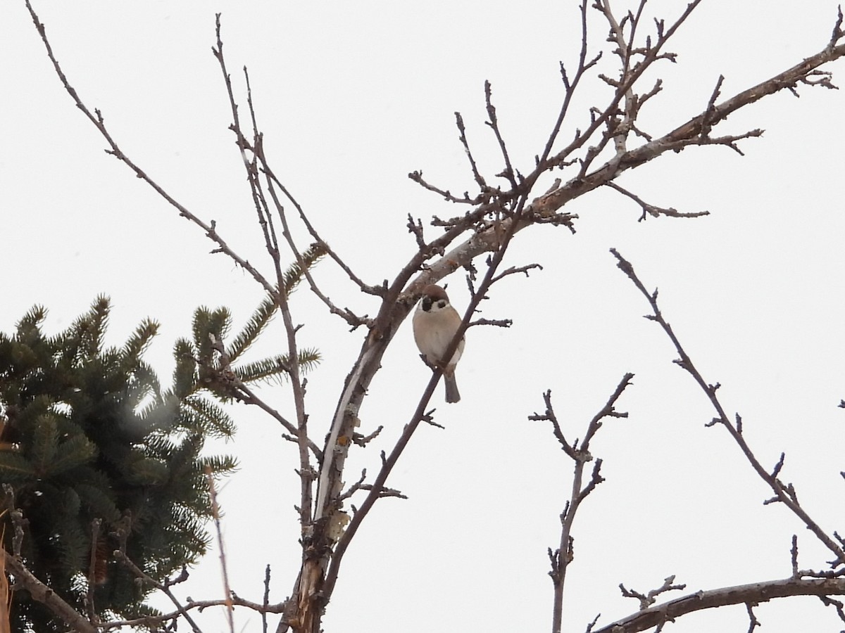 Eurasian Tree Sparrow - ML646323385