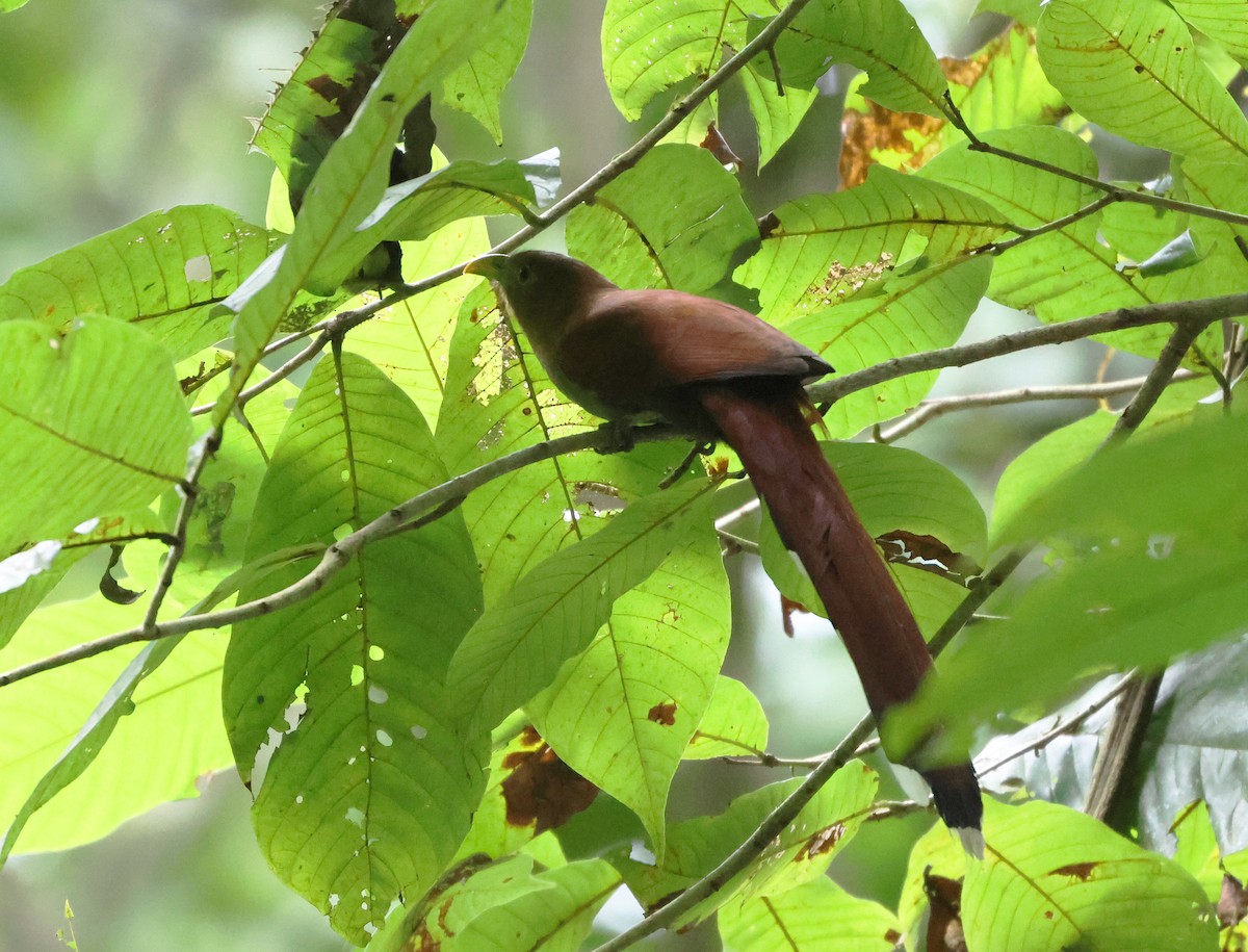 Common Squirrel-Cuckoo - ML646323386