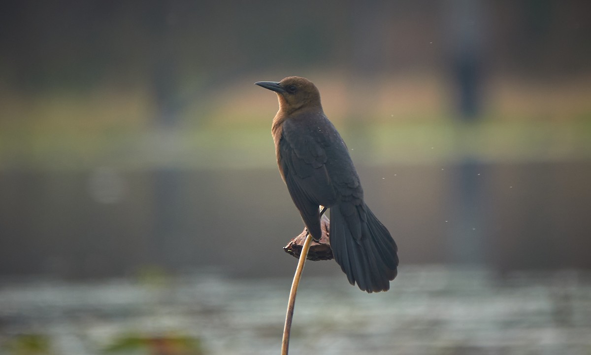 Boat-tailed Grackle - ML646323387