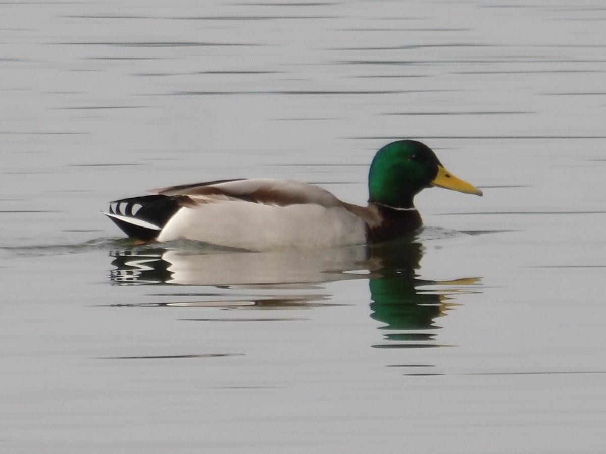 マガモ - ML646323388