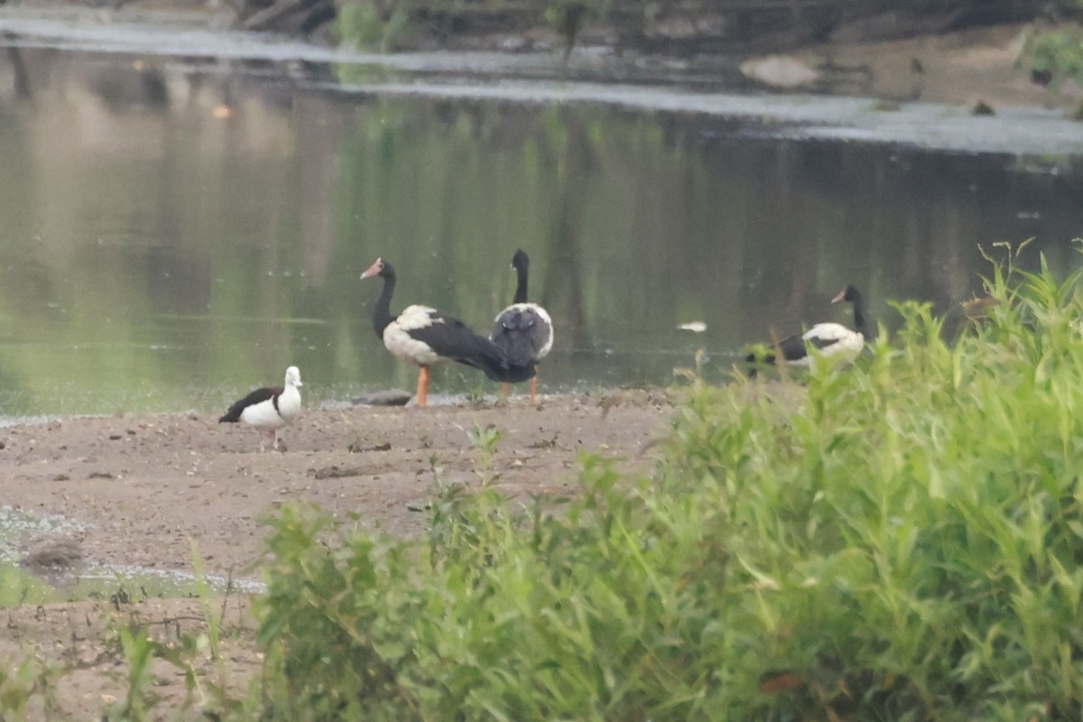 Magpie Goose - ML646323389