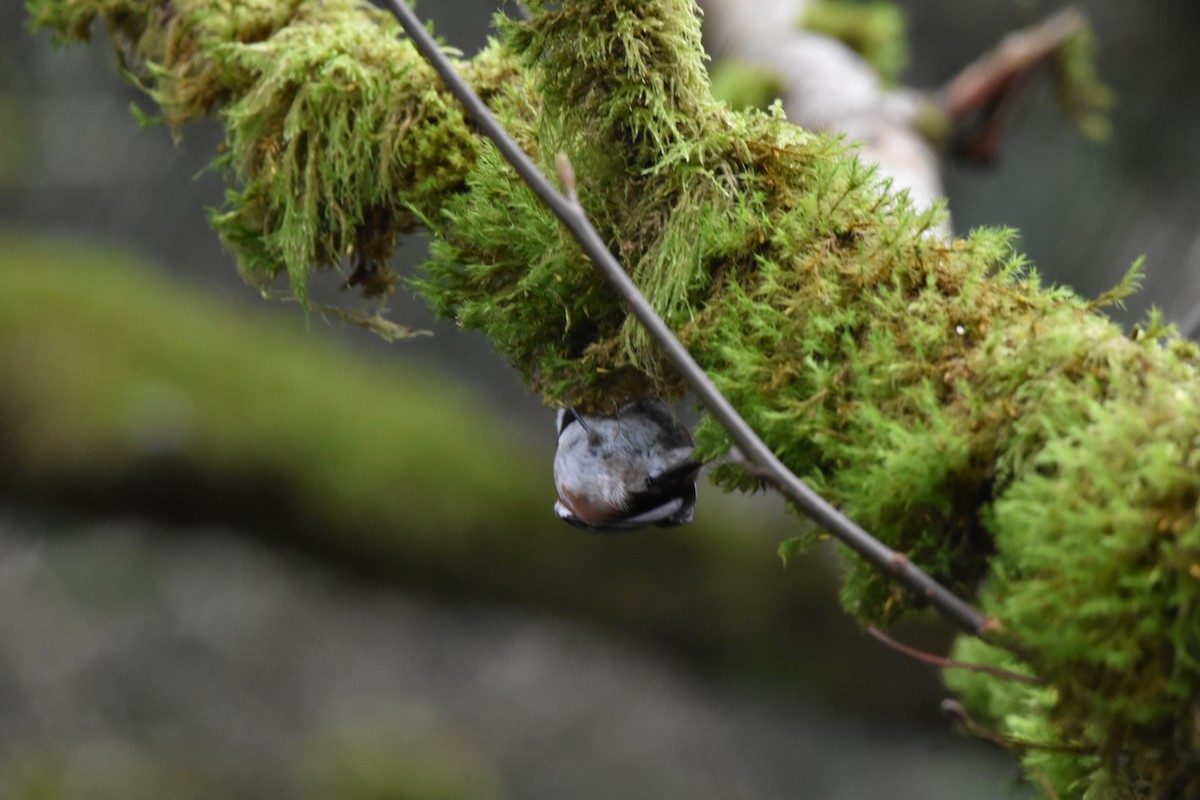 クロイロコガラ - ML646323390