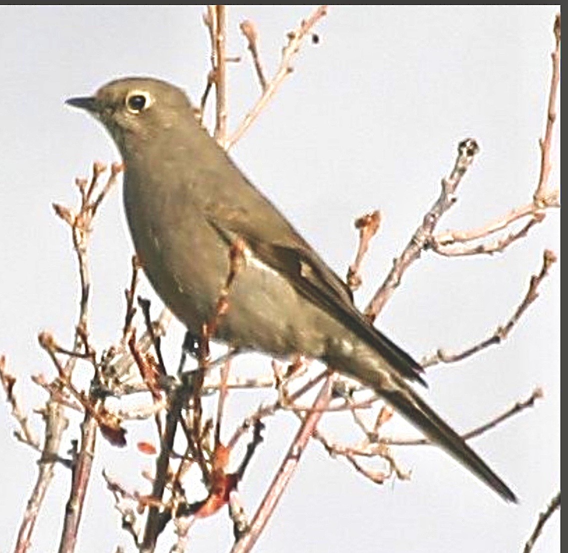 Townsend's Solitaire - ML646323392