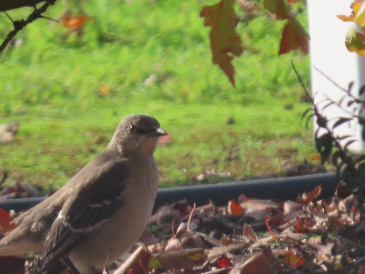 Northern Mockingbird - ML646323393