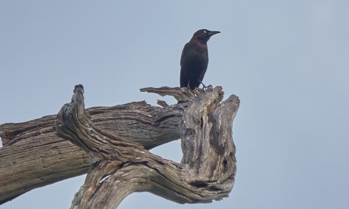 オオクロムクドリモドキ - ML646323395