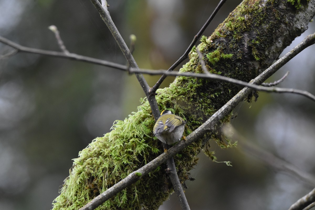 アメリカキクイタダキ - ML646323396