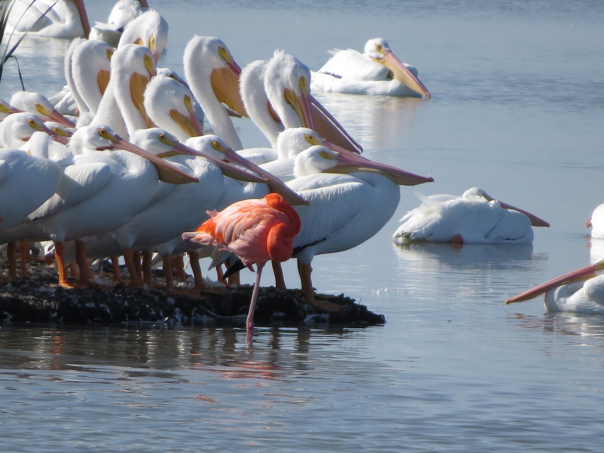 オオフラミンゴ - ML646323397