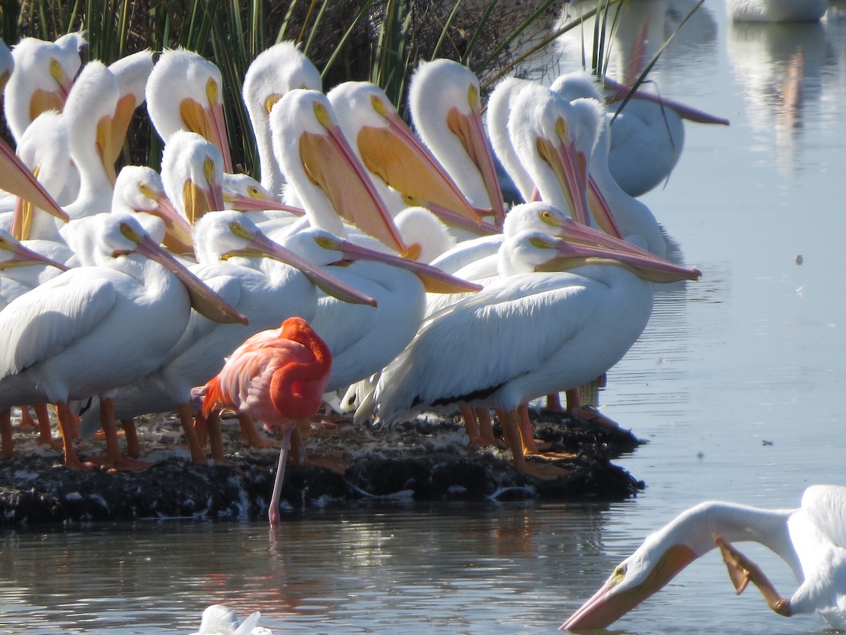 オオフラミンゴ - ML646323398