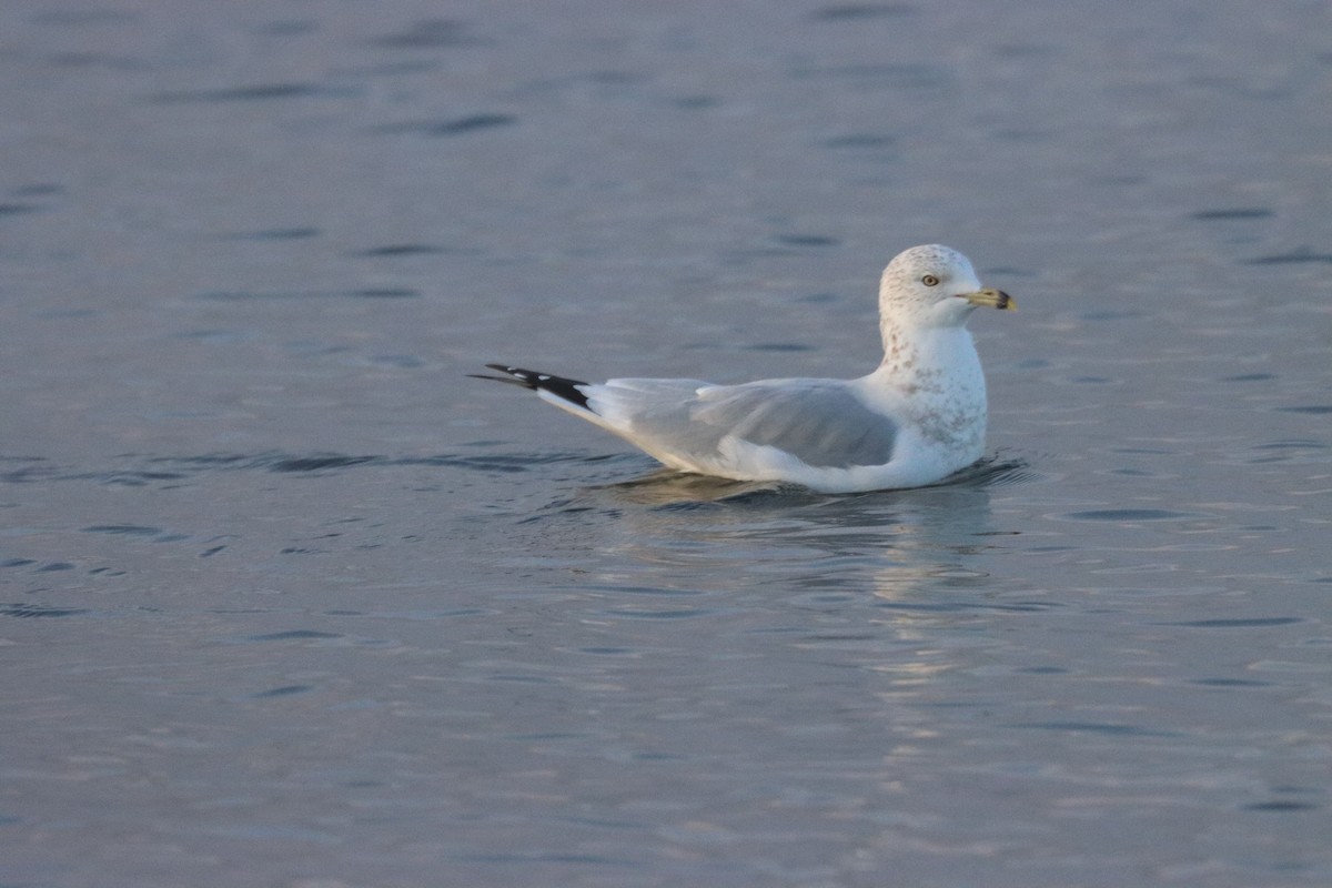 クロワカモメ - ML646323399