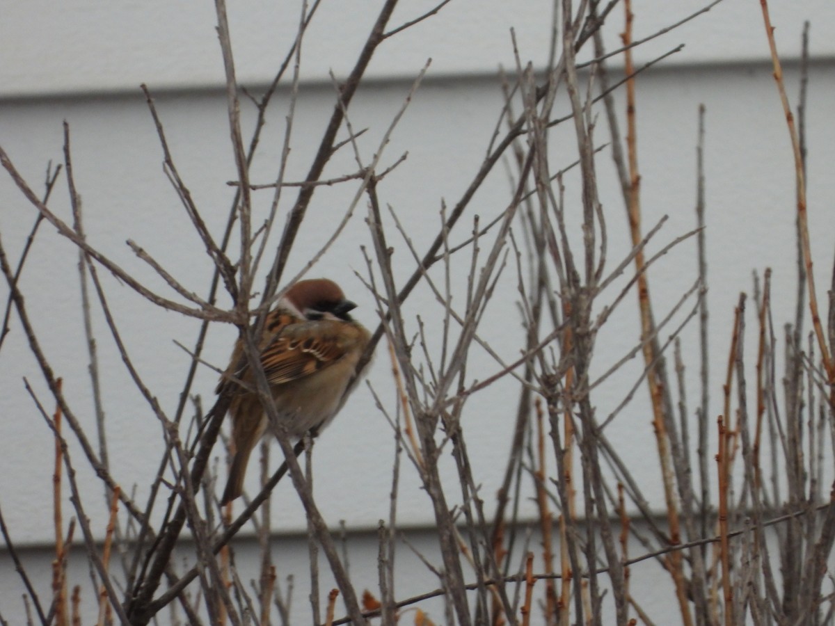 Eurasian Tree Sparrow - ML646323400