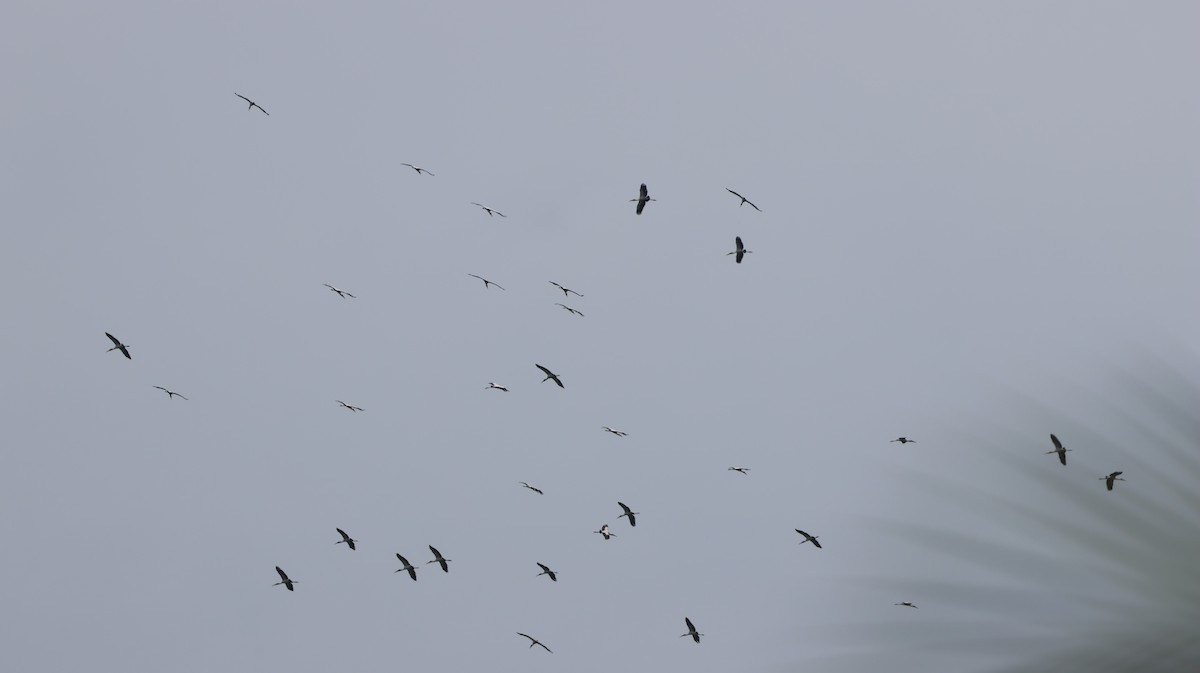 アメリカトキコウ - ML646323401