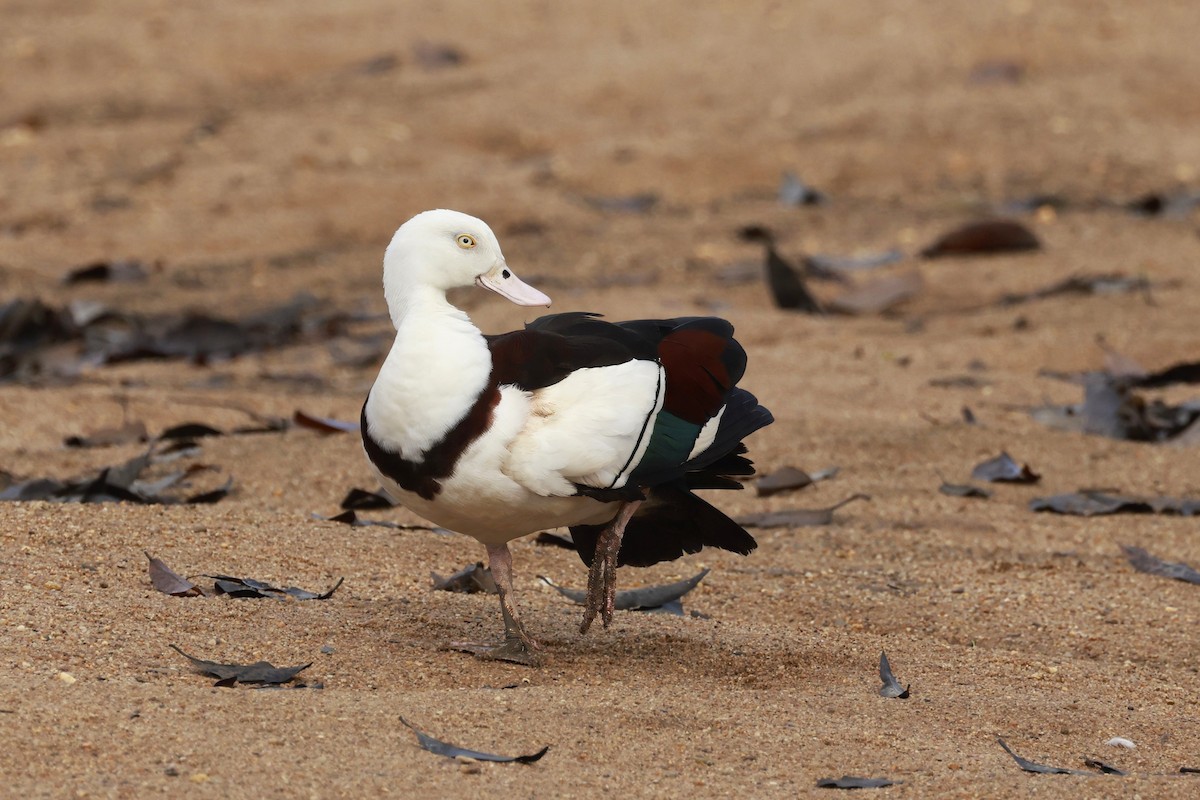 シロガシラツクシガモ - ML646323403