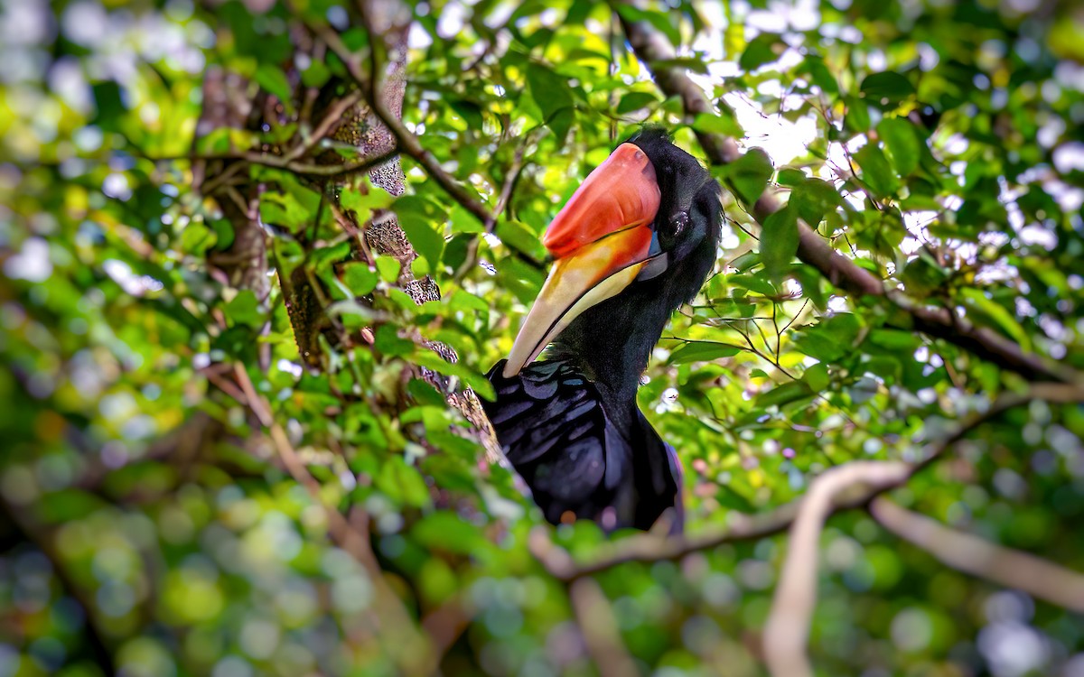 サイチョウ - ML646323404