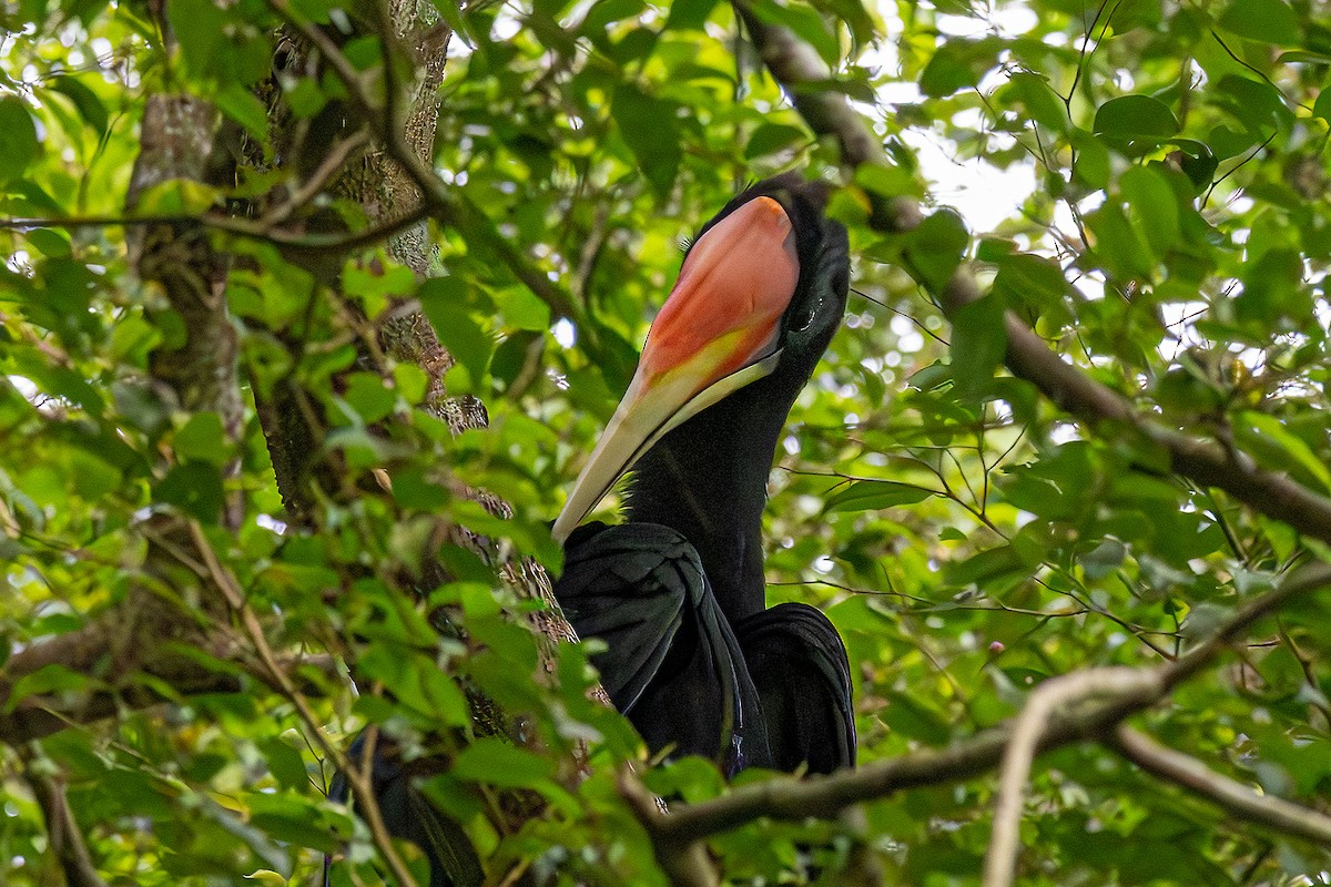 サイチョウ - ML646323405