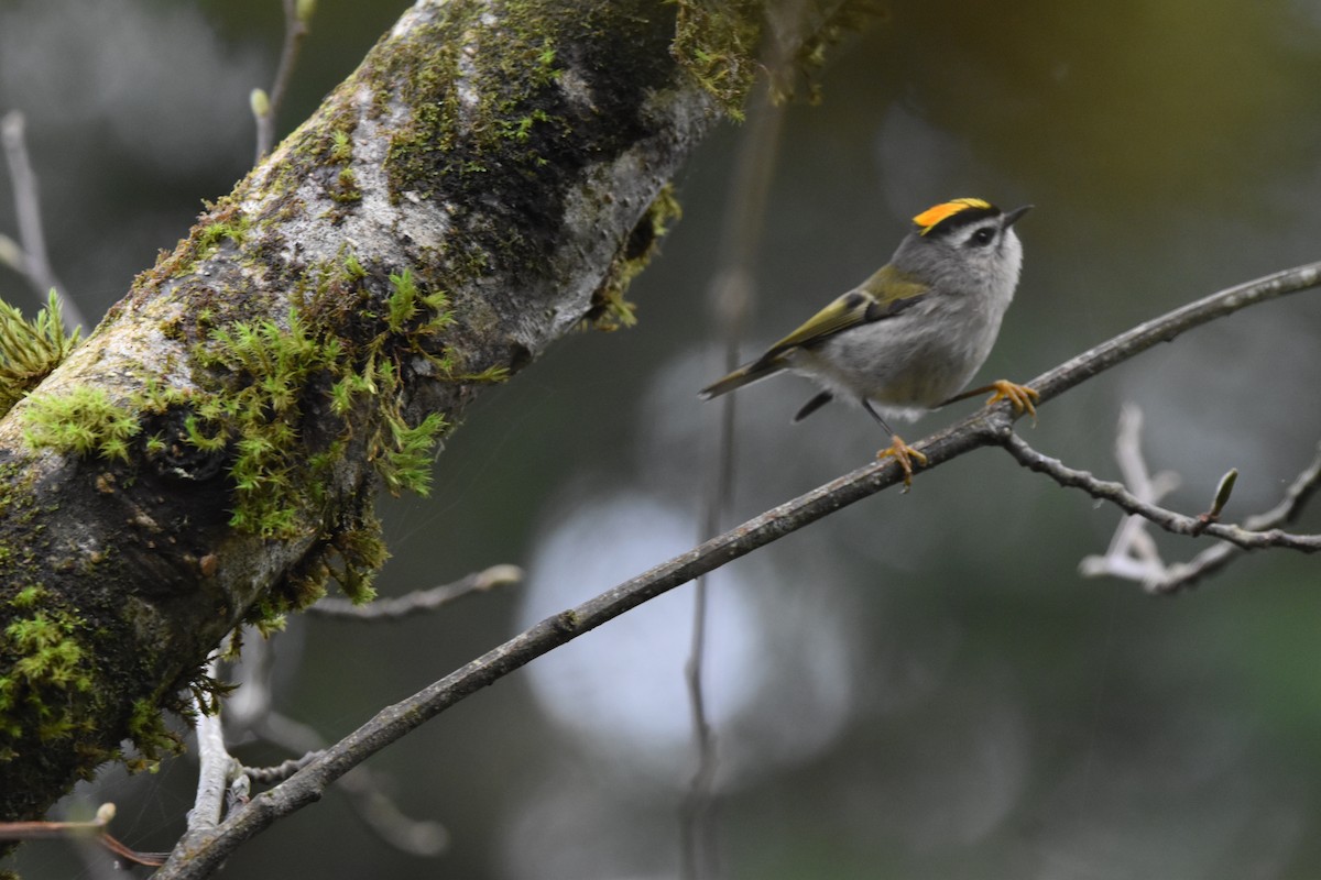 アメリカキクイタダキ - ML646323406